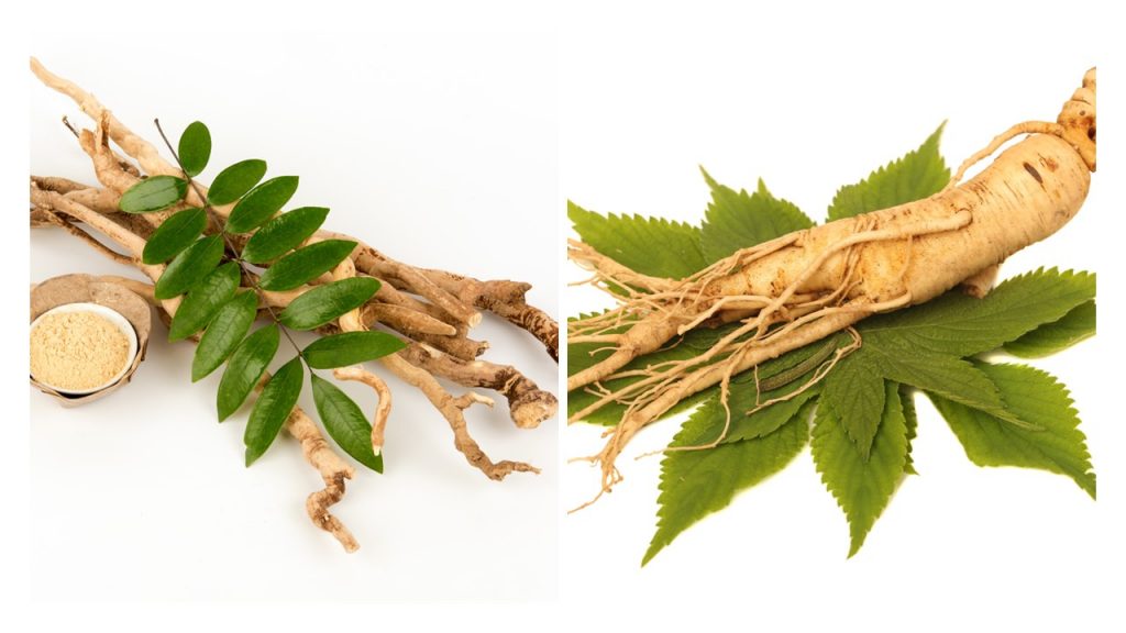 Tongkat Ali vs Panax Ginseng Review Which is better, stronger and