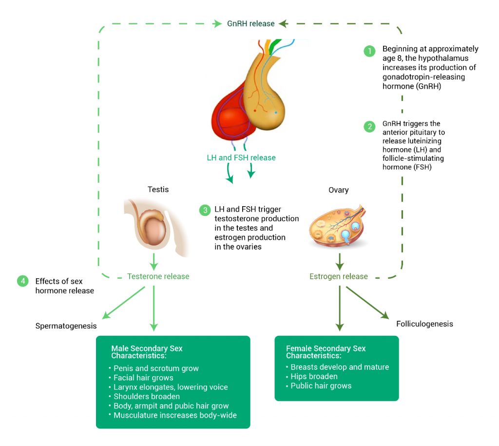 Does Tongkat Ali Really Work? Here is a Scientific Explanation Akarali