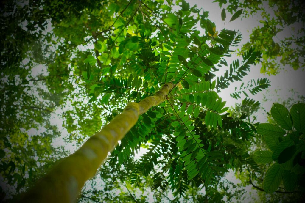 Tongkat Ali Eurycoma Longifolia tree