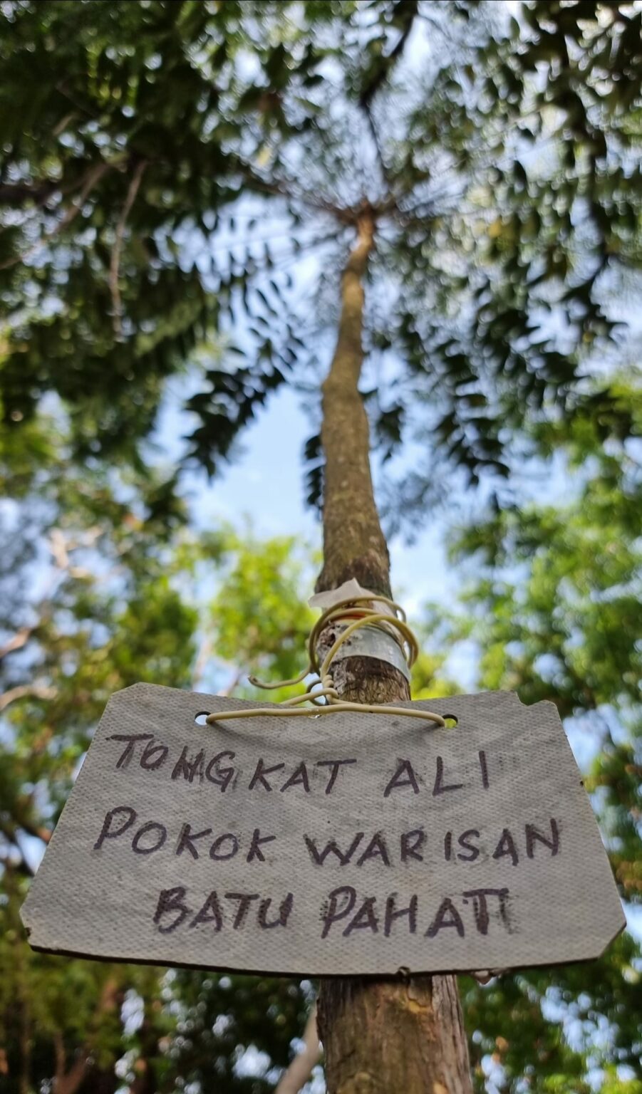 Tongkat Ali Potency Facts & User Guide Akarali