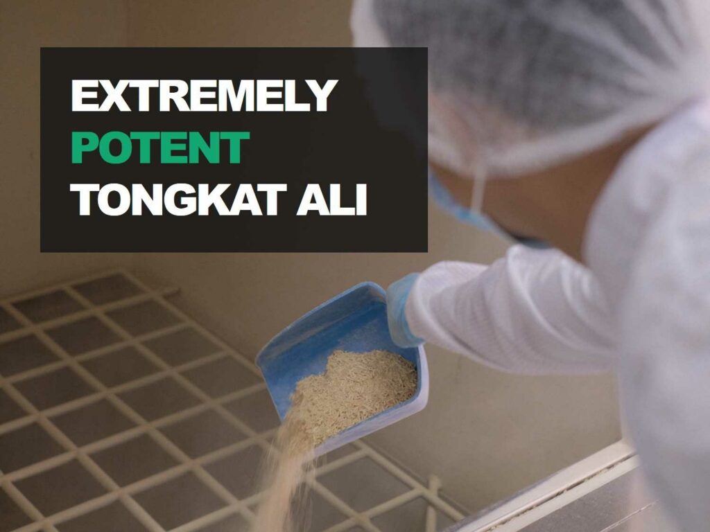 Tongkat Ali Potency Facts & User Guide Akarali