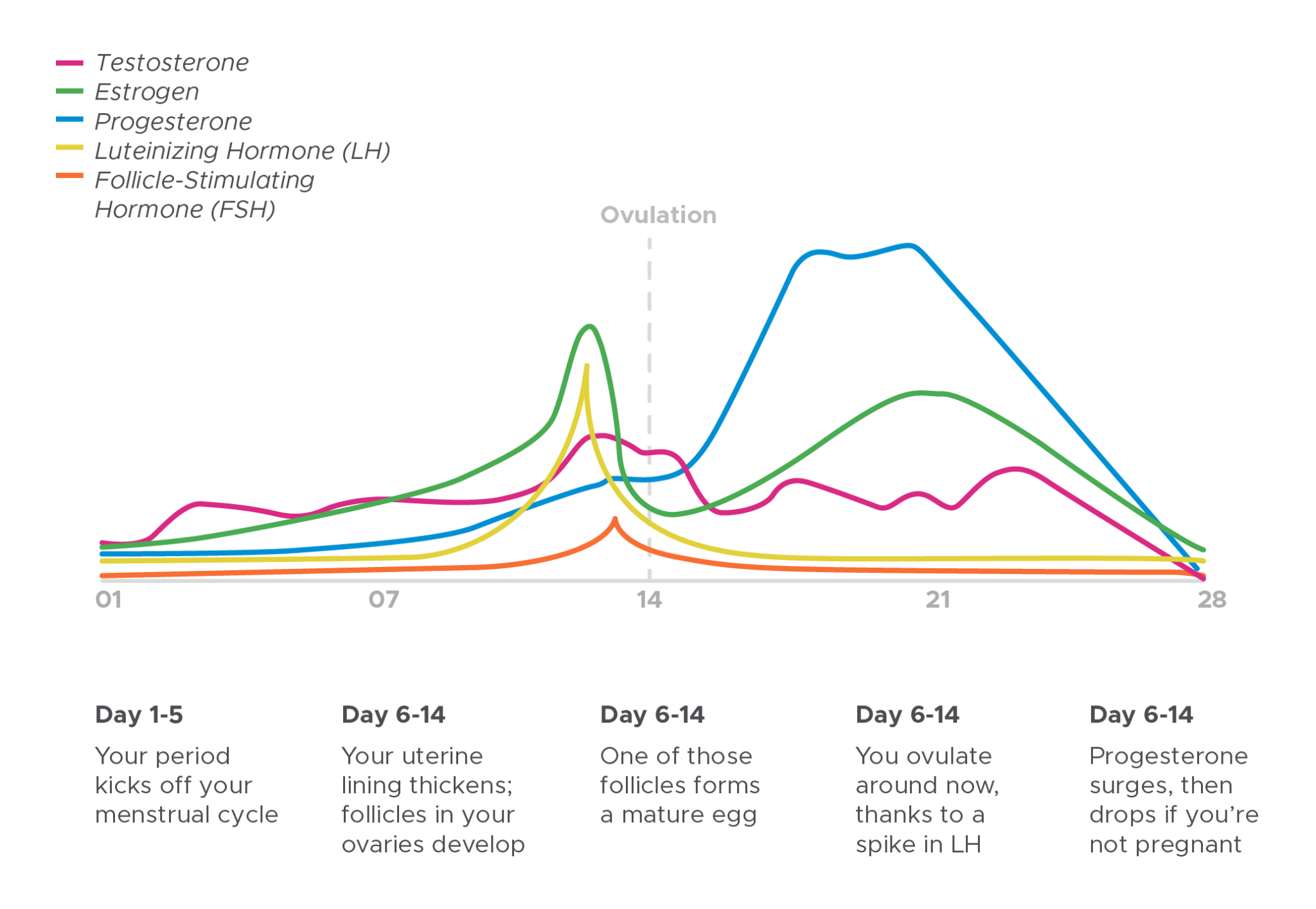Tongkat Ali Benefits On Women’s Health Akarali
