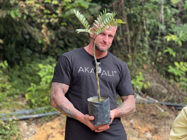 Tongkat Ali vs Fadogia Agrestis. Which is better and safer? Benefits, Combo & Drawbacks Akarali